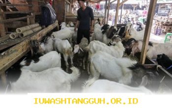 Daftar Harga Terbaru 10 Jenis Hewan Kurban di Wilayah Jakarta Menjelang Iduladha 2026