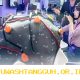 Inovasi BCI 2026 Asal China Percepat Pemulihan Stroke serta Berbagai Gangguan Saraf Berat