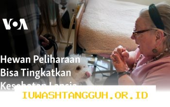 Strategi Hemat Biaya Perawatan Hewan Peliharaan bagi Lansia di Tahun 2026 yang Efektif