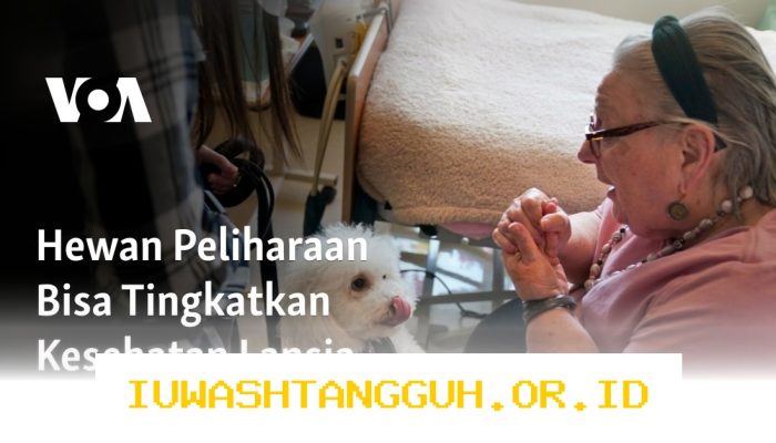 Strategi Hemat Biaya Perawatan Hewan Peliharaan bagi Lansia di Tahun 2026 yang Efektif