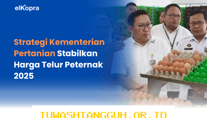 Strategi Pemerintah Optimalkan Penyerapan 500 Ton Telur Peternak Lokal Sepanjang 2026