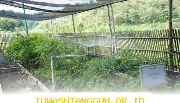 Transformasi 5 Inovasi Digital Biomassa untuk Mendukung Cofiring dan Ekonomi Desa 2026